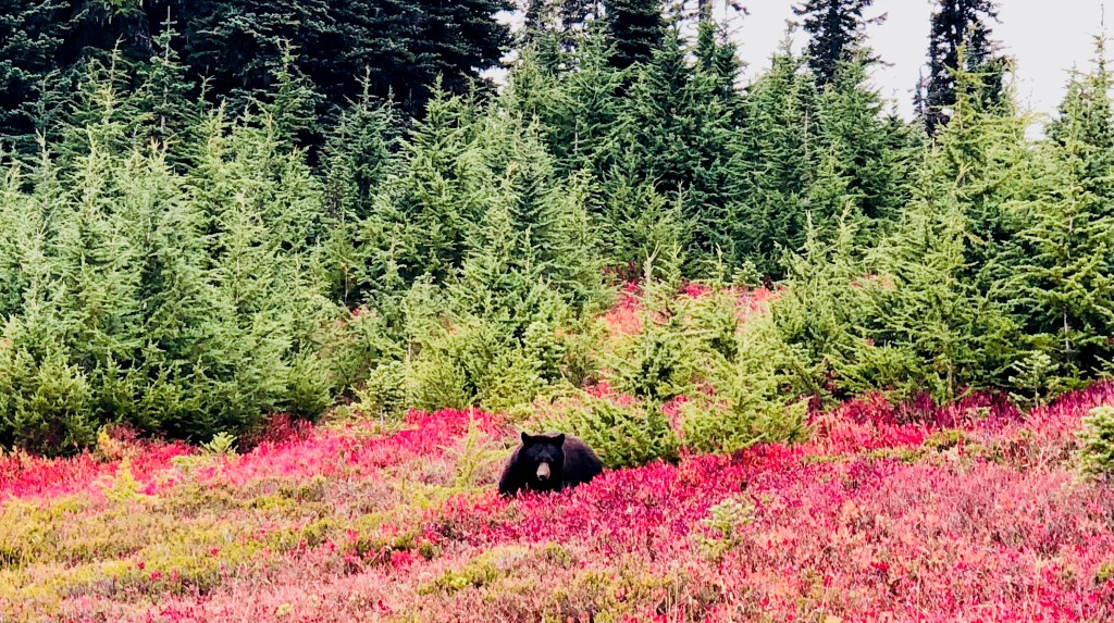 Washington National Parks