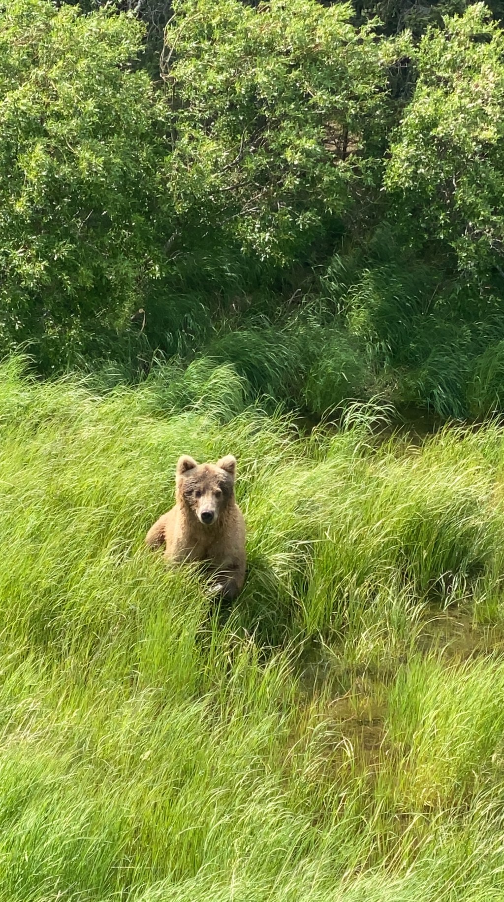 Katmai National Park