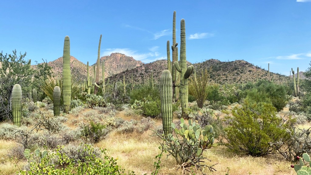 Saguaro National Park