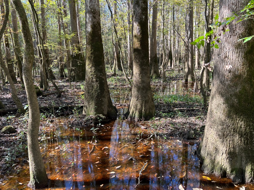 Congaree National Park